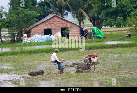 Un uomo aratri un campo esterno Kinpun, Birmania. Foto Stock