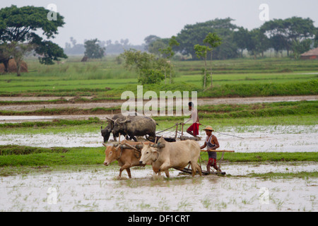 Un uomo aratri un campo esterno Kinpun, Birmania. Foto Stock