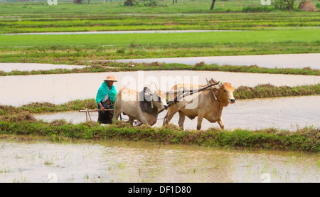 Un uomo aratri un campo esterno Kinpun, Birmania. Foto Stock