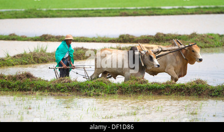 Un uomo aratri un campo esterno Kinpun, Birmania. Foto Stock