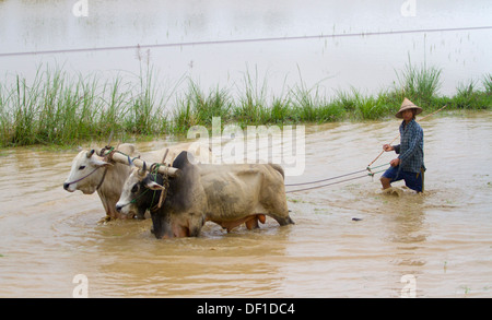 Un uomo aratri un campo esterno Kinpun, Birmania. Foto Stock