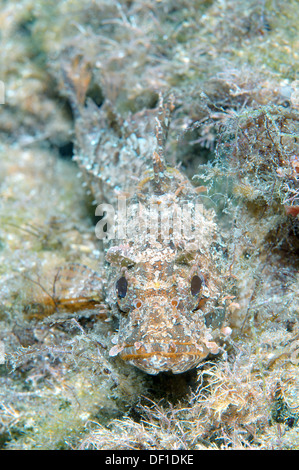 Smallscaled pesci-scorpione, nero Scorfani, Europeo, Scorfani Scorfani rossi o mare scorpion (Scorpaena porcus) Foto Stock