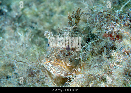 Smallscaled pesci-scorpione, nero Scorfani, Europeo, Scorfani Scorfani rossi o mare scorpion (Scorpaena porcus) Foto Stock