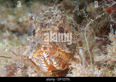 Smallscaled pesci-scorpione, nero Scorfani, Europeo, Scorfani Scorfani rossi o mare scorpion (Scorpaena porcus) Foto Stock