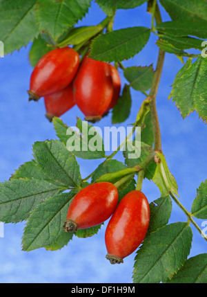 Rosa canina contro un chiazzato, nuvoloso cielo blu Foto Stock