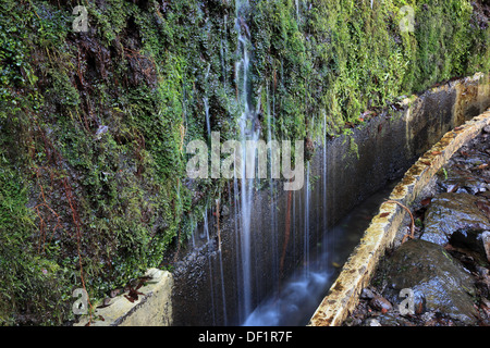 Madera, Isola ad est, su Ribeira Frio, una piccola cascata, trickle su licheni e muschi, Levada Foto Stock