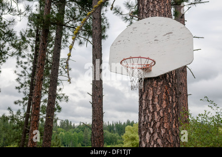 Un Northwestern mountain Basketball hoop attaccata ad un albero di pino. Foto Stock