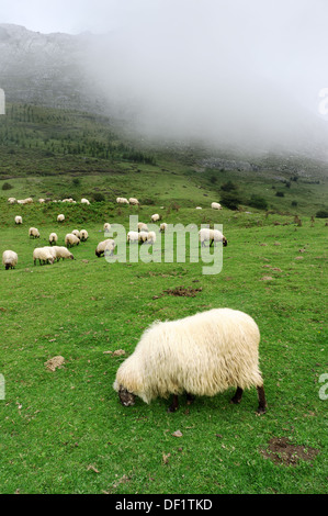Gregge di pecore al pascolo su campo Foto Stock