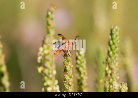 Soldato Beetle; Rhagonycha fulva; Cornovaglia; Regno Unito; Foto Stock