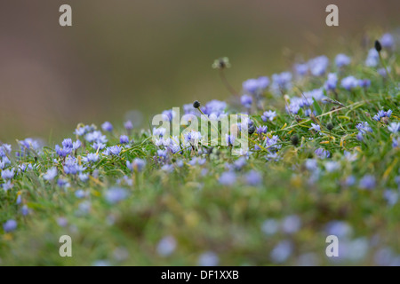 La molla Squill; Scilla verna; fiori; Cornovaglia; Regno Unito Foto Stock