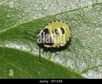 Close-up di un nimph di scudo verde Bug (Palomena prasina) in posa su una foglia (varie fasi o età in tutta la serie) Foto Stock