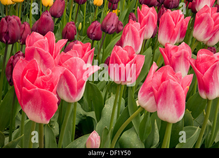 WASHINGTON - i tulipani che fiorisce in un display giardino alla lampadina RoozenGaarde fattoria per la Skagit Valley vicino a Mount Vernon. Foto Stock