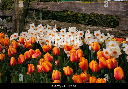 WASHINGTON - Tulipani e narcisi blooming accanto a un vecchio cedro recinzione al bulbo RoozenGaarde fattoria per la Skagit Valley. Foto Stock