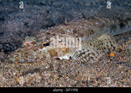 Pesci coccodrillo (Platycephalidae) mimetizzata di sabbia sul mare piano di notte. Foto Stock
