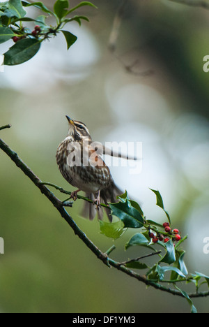 Redwing su Holly Foto Stock