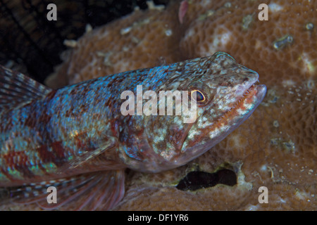 Lizard pesce sui coralli duri. Foto Stock