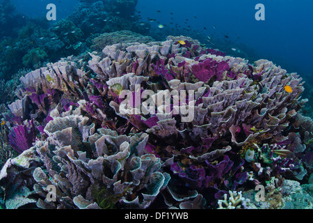 Seascape dotata di barriera corallina con piastra di colonie di corallo in varie tonalità di viola; Raja Ampat, Indonesia Foto Stock