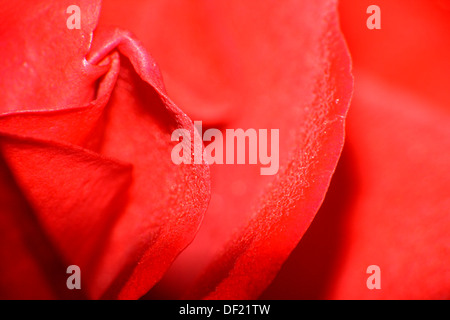 Close up di petali di una rosa rossa Foto Stock