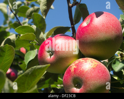Macro mele su albero Foto Stock
