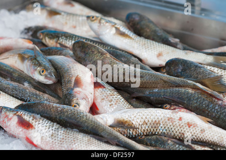 Pila di pesce fresco triglia al mercato Foto Stock