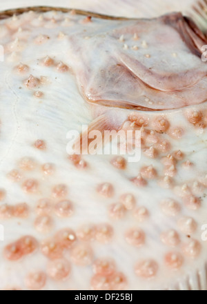 Carni bianche e rosa Passera pianuzza Pesce closeup Foto Stock