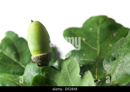 Acorn verde in tazza con foglie di quercia Foto Stock