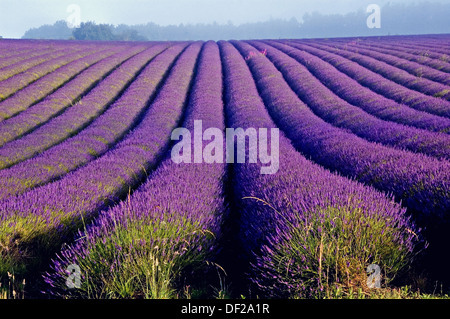 Snowshill in Cotswolds e linee di lavanda in campi sono in piena fioritura. Foto Stock