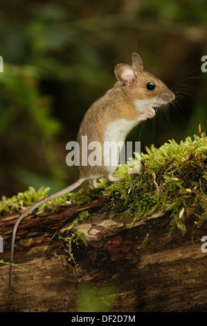 Ritratto verticale di legno mouse, Apodemus sylvaticus, su un ramo in una foresta. Foto Stock