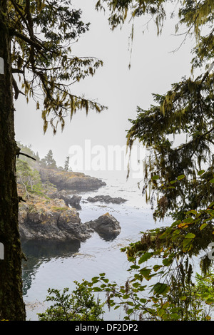 Costa di nebbia e la foresta pluviale temperata Foto Stock