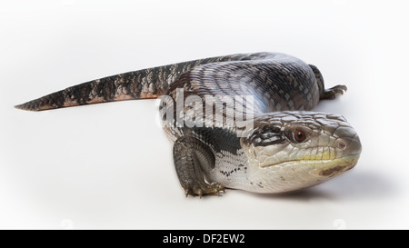 Blue tongue lizard tutti nel fuoco su uno sfondo bianco Foto Stock