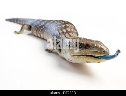 Blue tongue lizard tutti nel fuoco su uno sfondo bianco, lingua inserimenti fuori Foto Stock