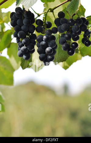 Due grandi mazzi di rosso vino maturo uva sulla vite Foto Stock