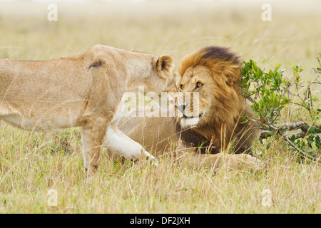 Il corteggiamento Lions nel Masai Mara, Kenya. Foto Stock