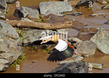 Oca egiziana di decollare. Foto Stock