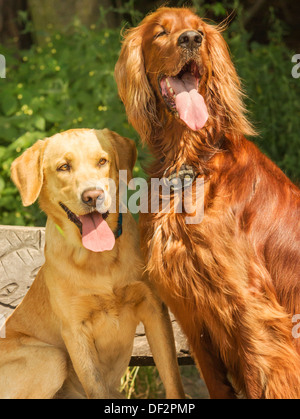 Due cani seduta su una panchina e guardare al proprietario Foto Stock
