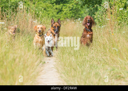 Un gruppo di cani in attesa del comando del trainer per eseguire Foto Stock