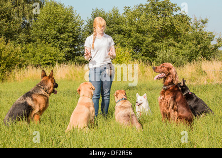 Un gruppo di cani per ascoltare i comandi del cane trainer Foto Stock