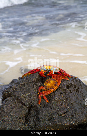 Sally lightfoot granchi, Isole Galapagos Foto Stock