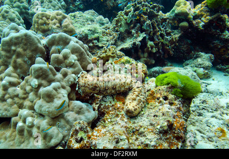 Sea cucumber feeding on coral at Raja Yai Island in Phuket Foto Stock