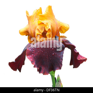 Giallo e viola iris bagnato isolato su bianco Foto Stock