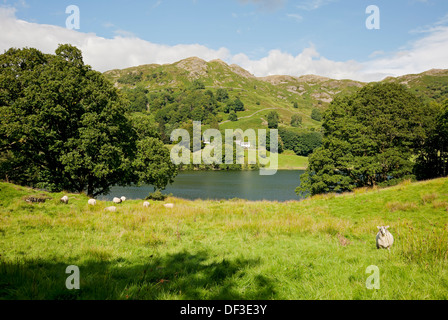 Guardando attraverso Loughrigg Tarn in estate Lake District National Park Cumbria Inghilterra Regno Unito GB Gran Bretagna Foto Stock