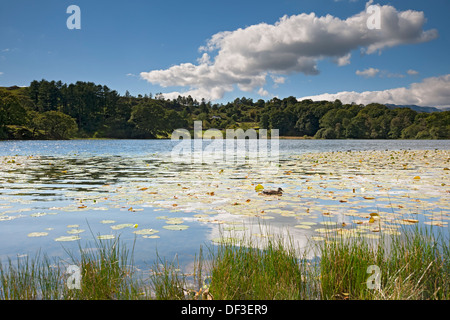 Guardando attraverso Loughrigg Tarn in estate Lake District National Park Cumbria Inghilterra Regno Unito GB Gran Bretagna Foto Stock