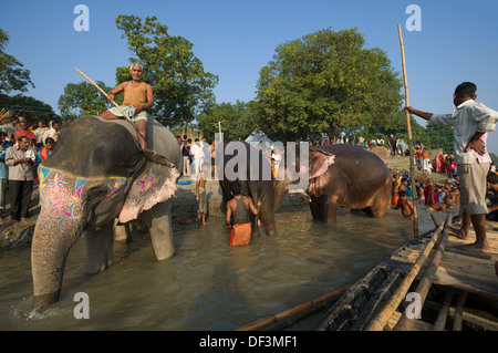 Boatman guardando mahouts bagnando i loro elefanti nel fiume Gandak, con i pellegrini a guardare dalla banca, Sonepur Mela, Sonepur, Bihar, in India Foto Stock