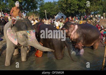 Mahout a cavallo di un dipinto di Elephant nel fiume Gandak per un bagno, con altri elefanti di balneazione e pellegrini dietro, Sonepur Mela, Sonepur, Bihar, in India Foto Stock