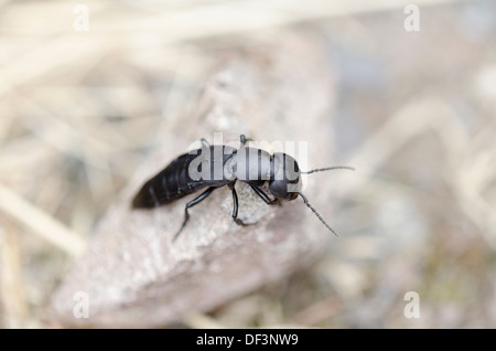 Devil's coach cavallo beetle (Ocypus olens), Boemia orientale, Repubblica Ceca Foto Stock