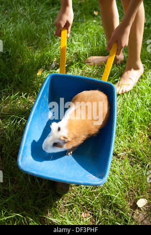 Bambini che giocano con una cavia in giardino Foto Stock