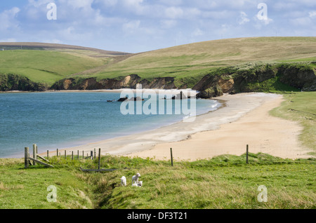 Mare loch e vuoto remota spiaggia sabbiosa con agnelli sulla riva vicino Burrafirth, Unst, Isole Shetland Scozia, Regno Unito, Gran Bretagna Foto Stock