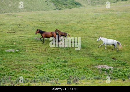 Allevamento di cavalli in esecuzione nel campo Foto Stock