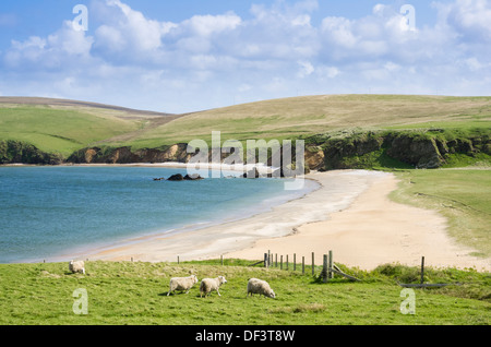 Mare loch e vuoto remota spiaggia sabbiosa con pecora sulla riva vicino Burrafirth, Unst, Isole Shetland Scozia, Regno Unito, Gran Bretagna Foto Stock