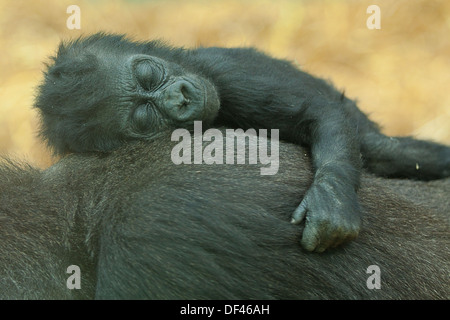 Sleeping baby terra bassa gorilla Foto Stock